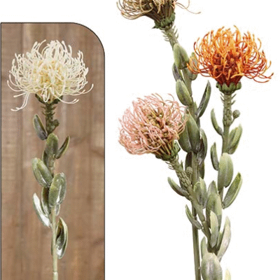 Ramo Protea 60cm - Creme