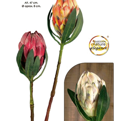 Queen Protea 47cm - Cerejeira