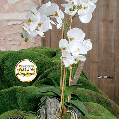 Base Musgo Phalaenopsis 48cm